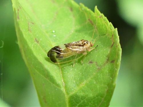 Psyllopsis sp.
